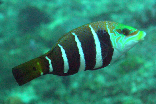 Hemigymnus fasciatus 00500.JPG